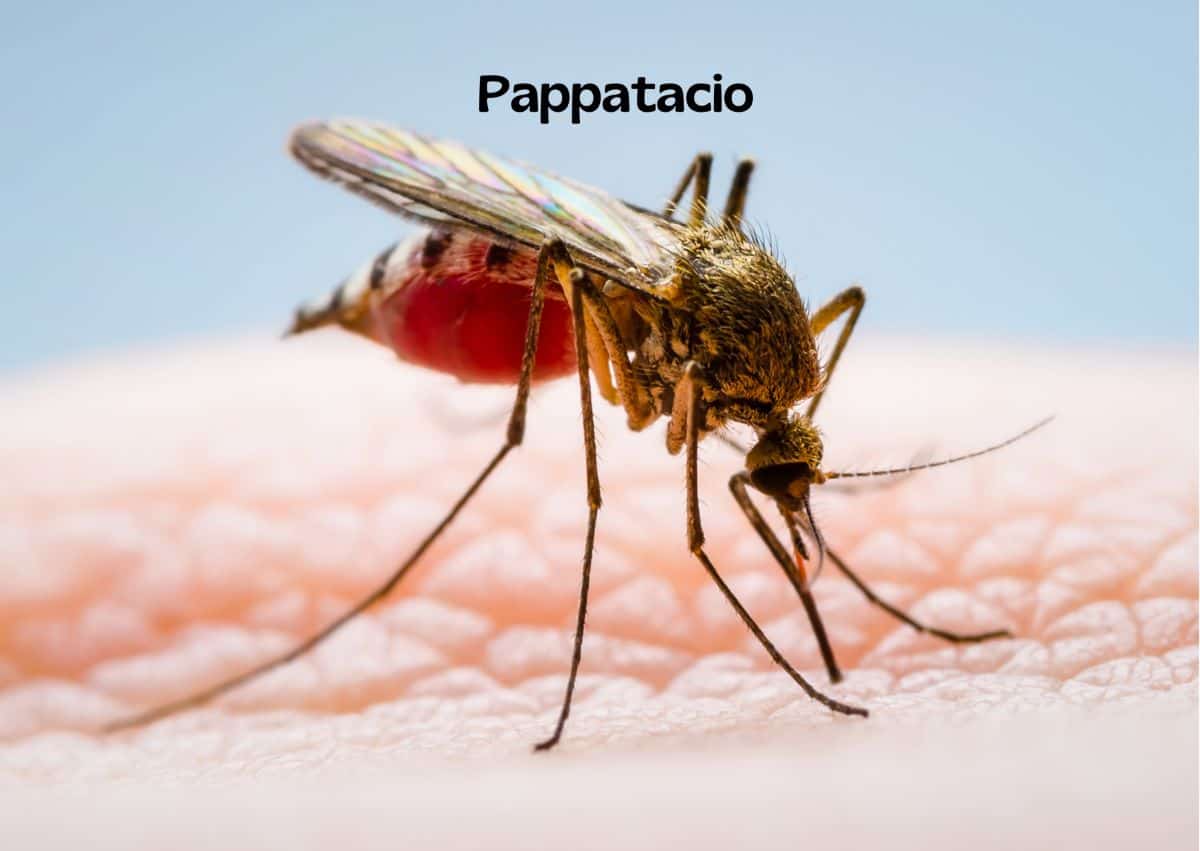 Pappataci flebotomi e zanzare nel cane