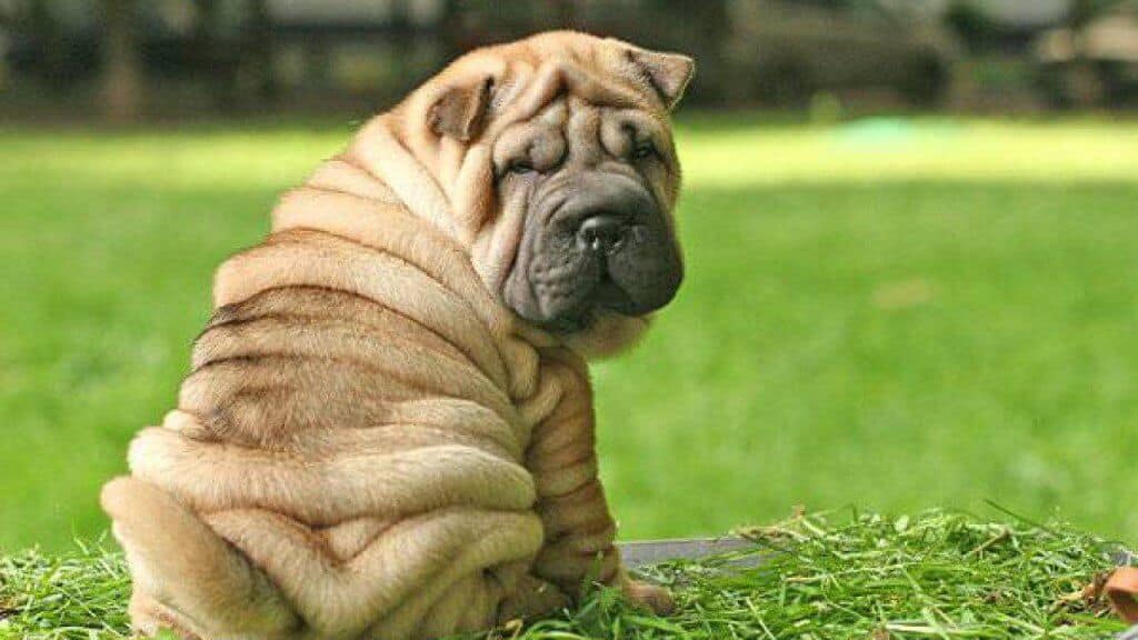 Shar pei cucciolo piodermite