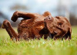 attacco di convulsioni cane doctorvet