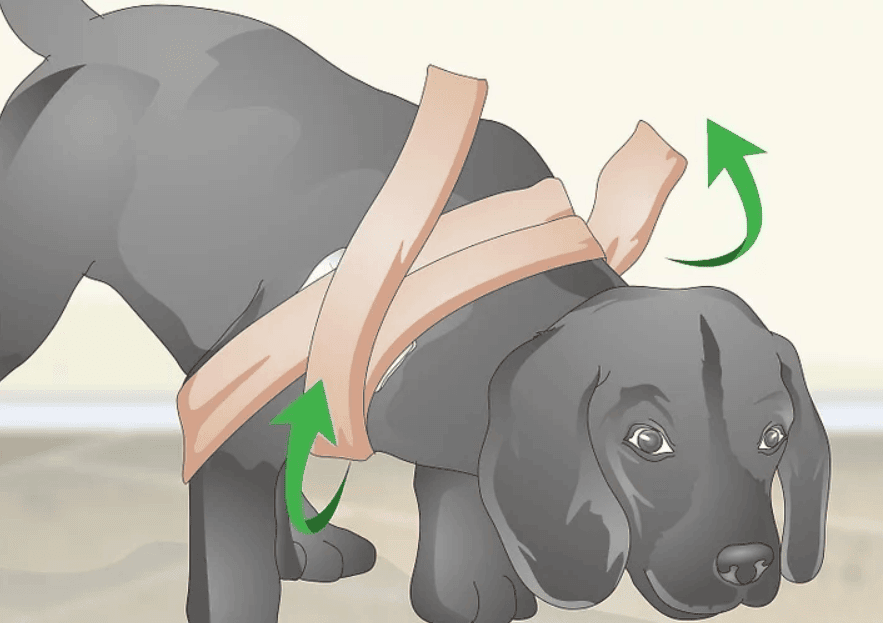 bendaggio spalla cane 4