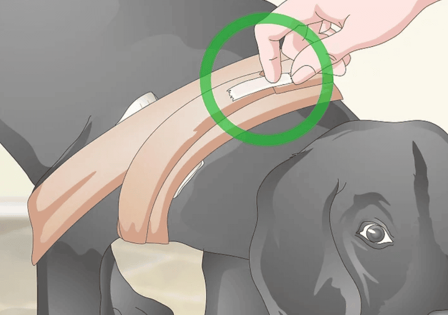 bendaggio spalla cane 3