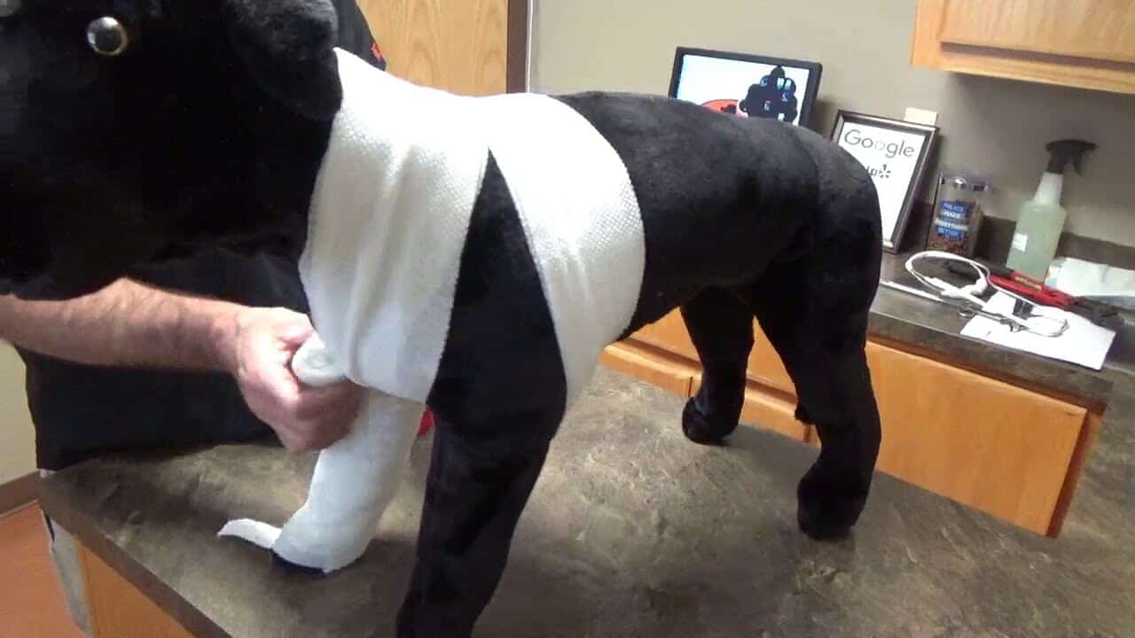 bendaggio spalla cane