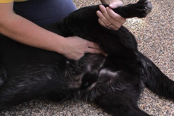 come-sentire-il-polso-del-cane-frequenza-cardiaca-cane