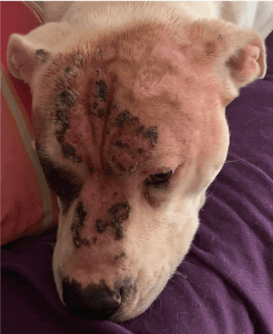 dermatite-da-malassezia-nel-muso-del-cane