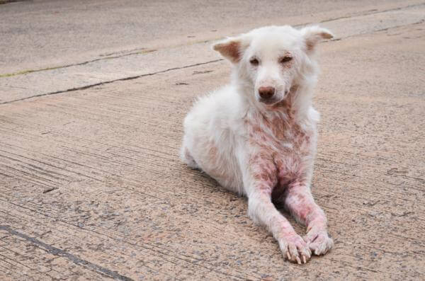 dermatite da malassezia nel cane