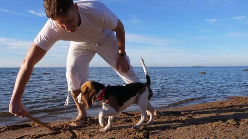 ansia da separazione cane
