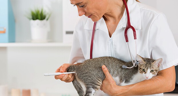 misurare temperatura al gatto