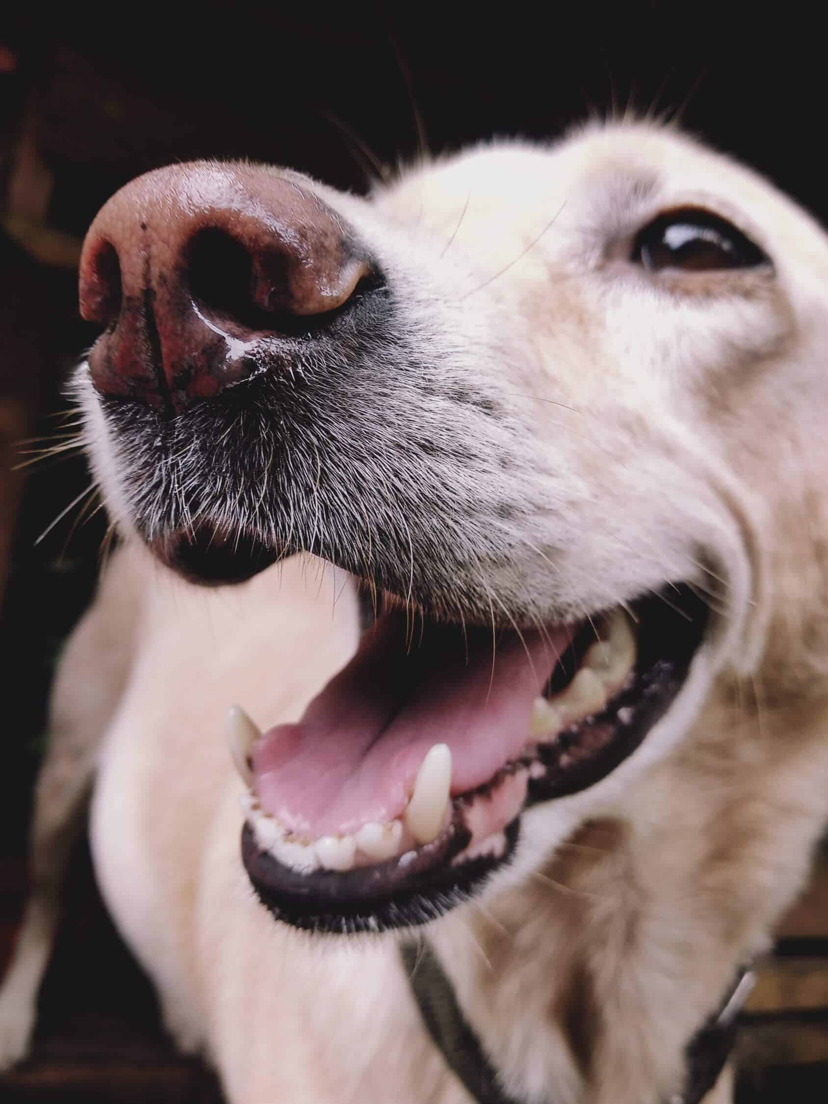 patologia cavità orale cane e gatto
