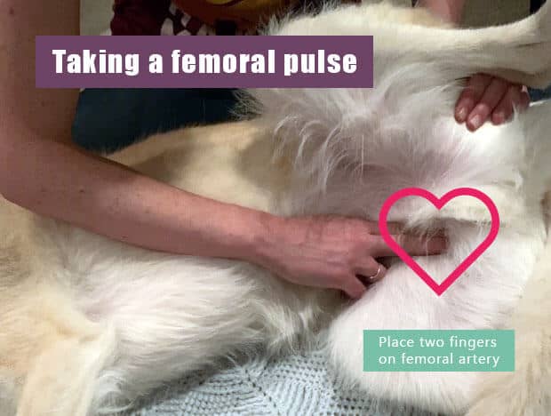 percepire-battito-cardiaco-cane-arteria-femorale