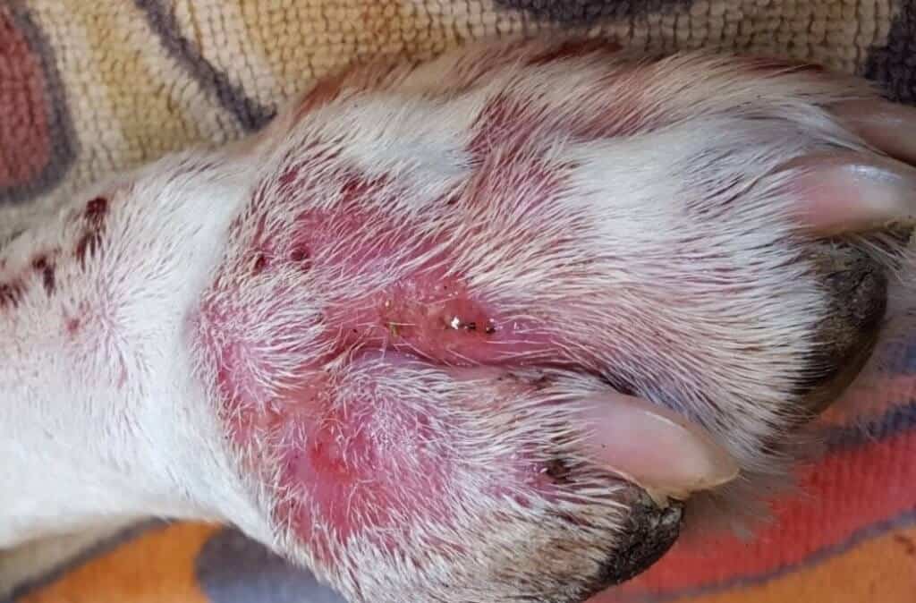 piodermite alla zampa - cane