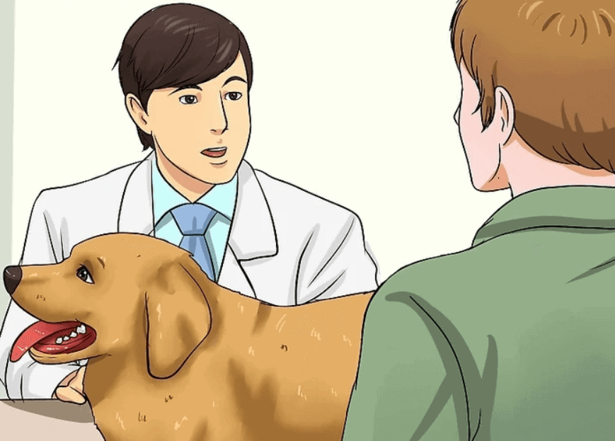 pulire ferita - controllo veterinario