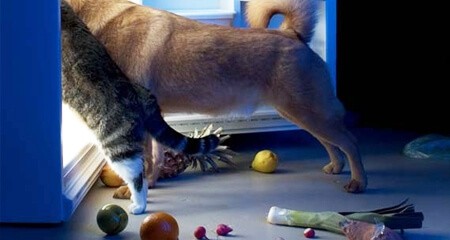 cibo-ammuffito-avariato