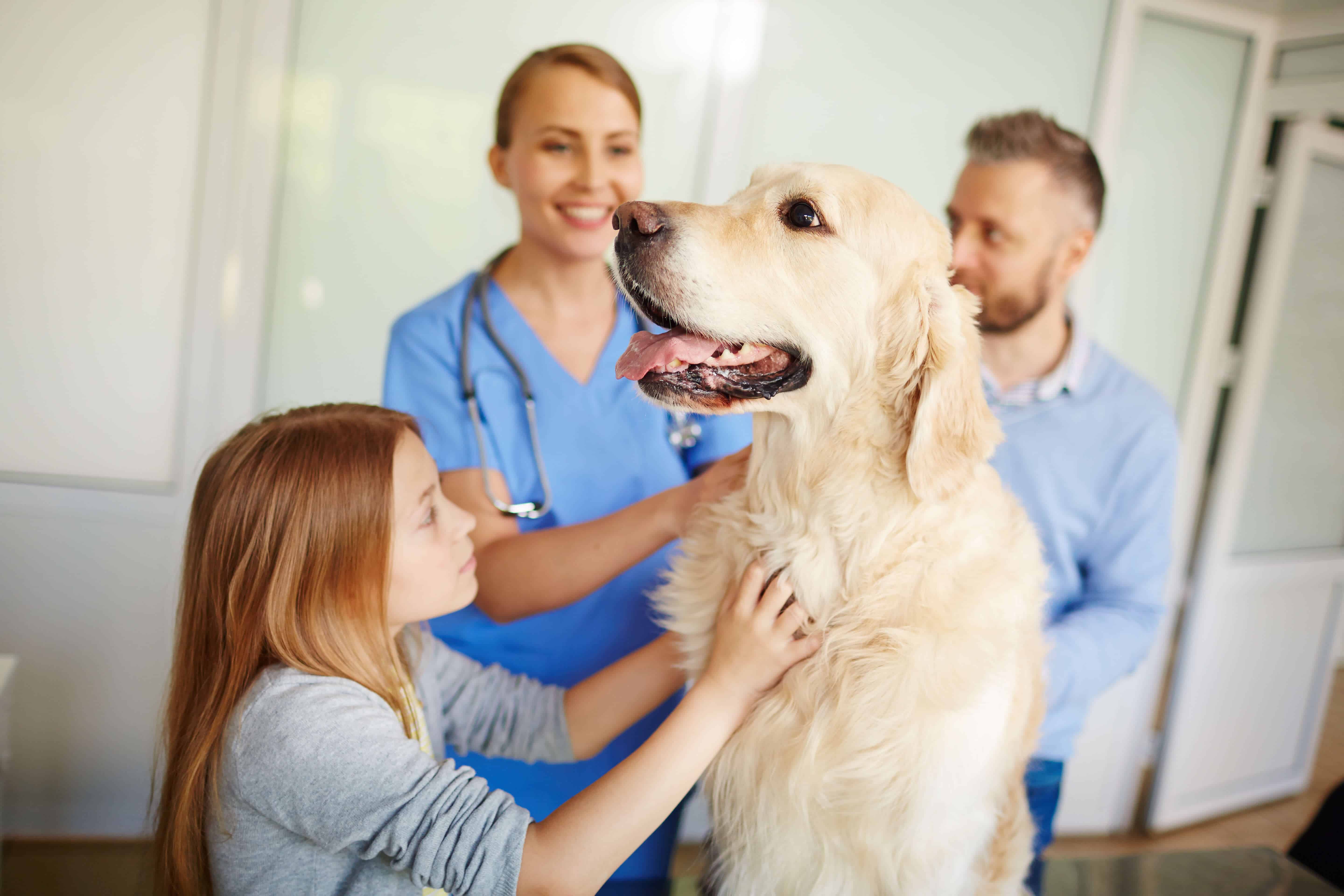 cura e prevenzione al cimurro