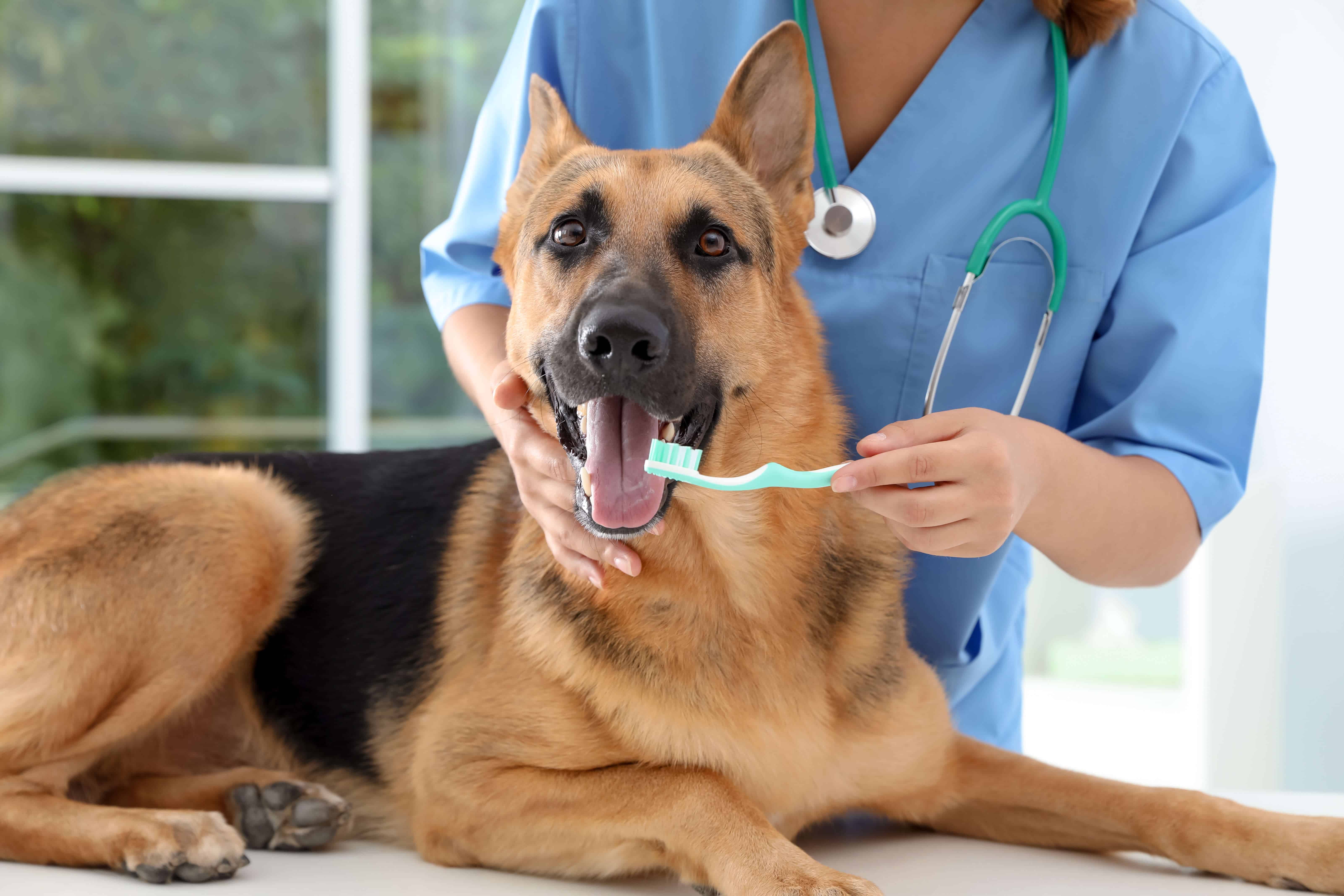 pulizia-denti-cane-igiene-orale-doctorvet
