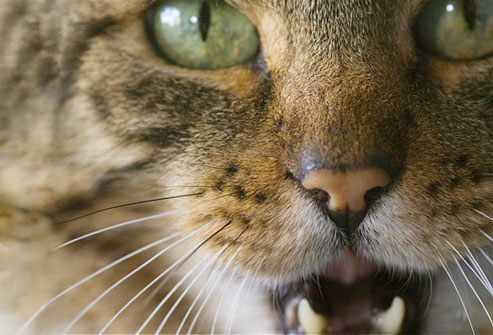 Molti miagolii - meowing