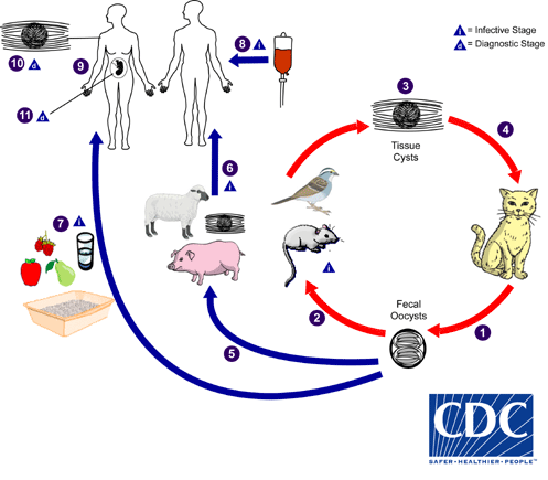 Ciclo della vita del Toxoplasma