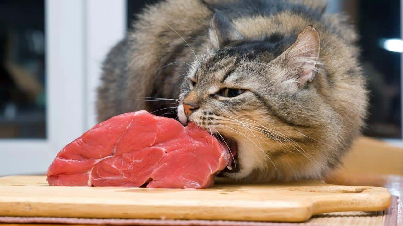 alimenti commestibili per gatti