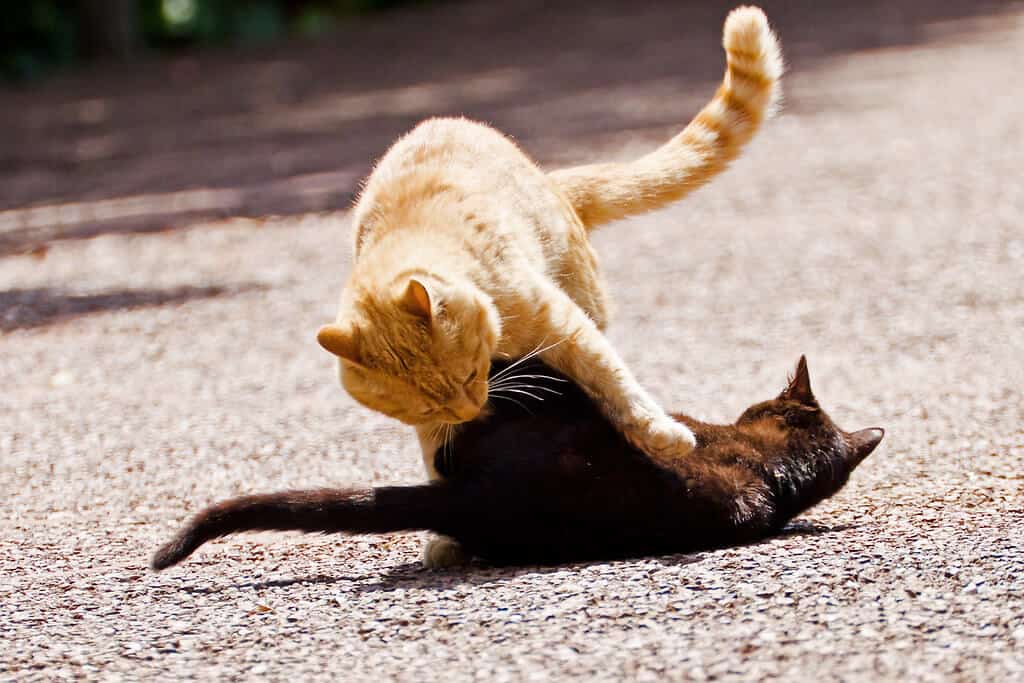 bartonella hensellae trasmessa combattimento gatti