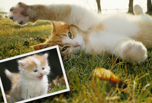 book fotografico gatto