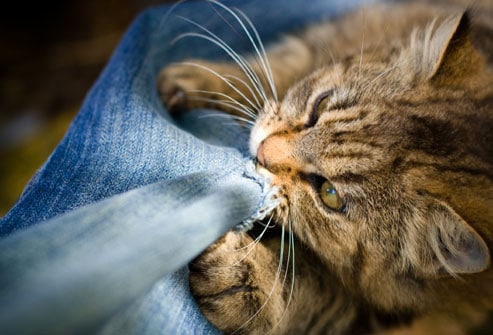 comportamenti compulsivi