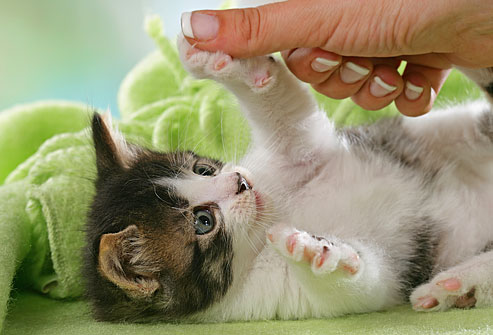 gattino che gioca doctorvet