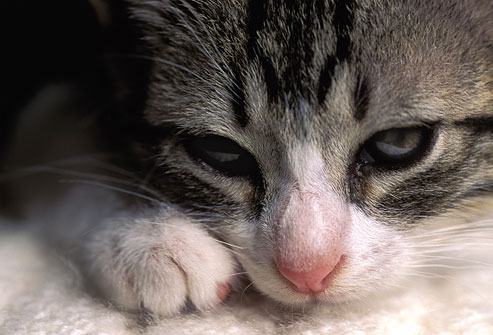 gatto malato - doctorvet cartella clinica