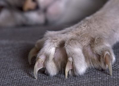 graffio gatto bratonella henselae