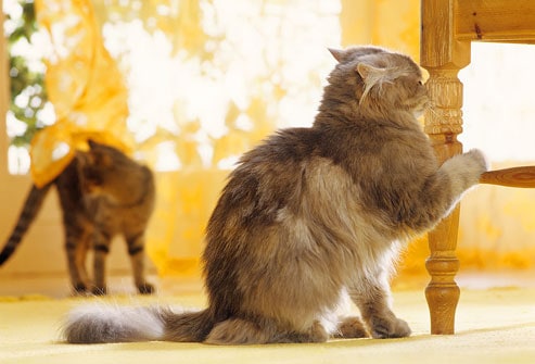 marcare territorio gatto cane