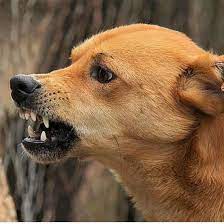 ringhio cane morde una persona