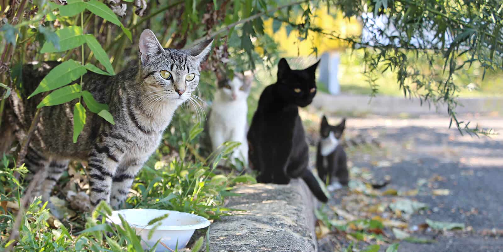 sterilizzazione castrazione gatto maschio femmina