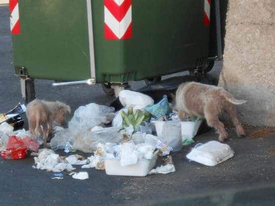 gastroenterite nel cane