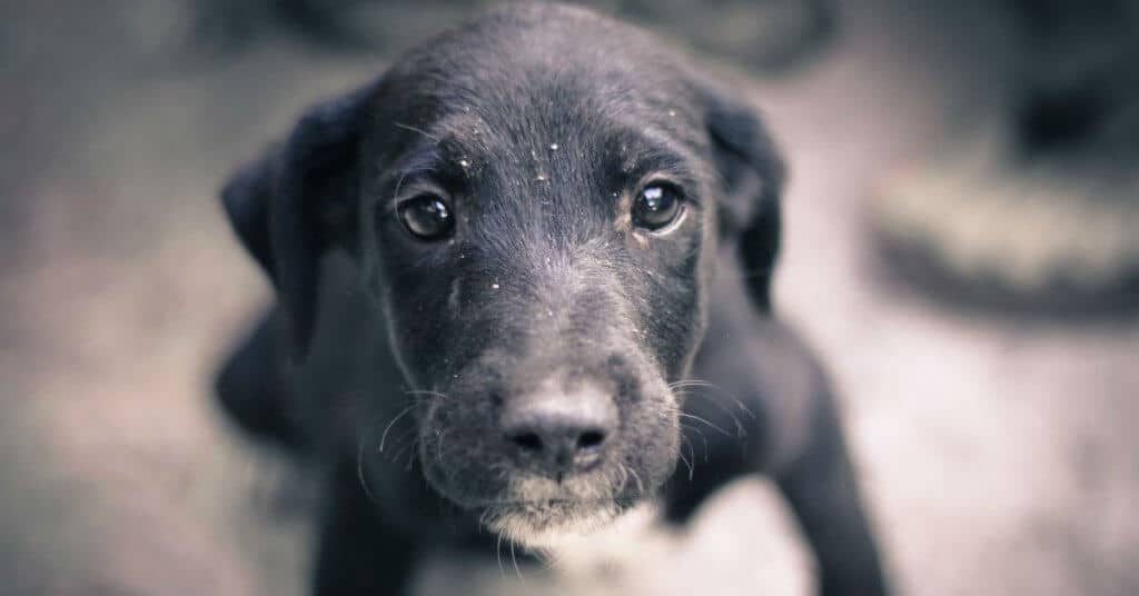 gastroenterite-acuta-cane