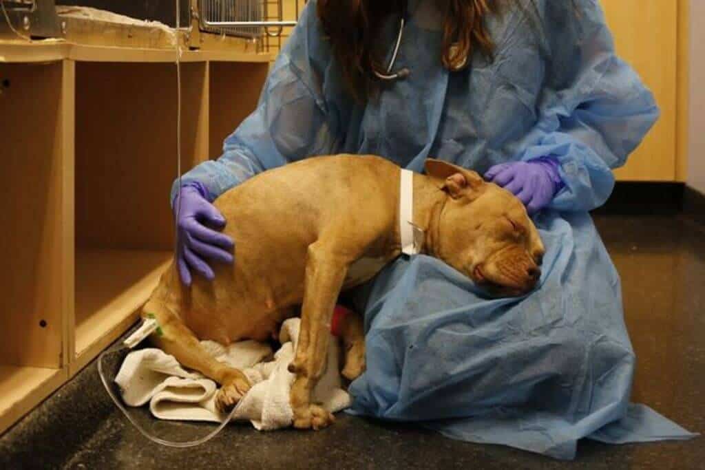 parovirosi-canina-gastroenterite-cane