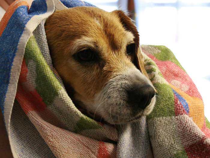 coprire cane convulsioni