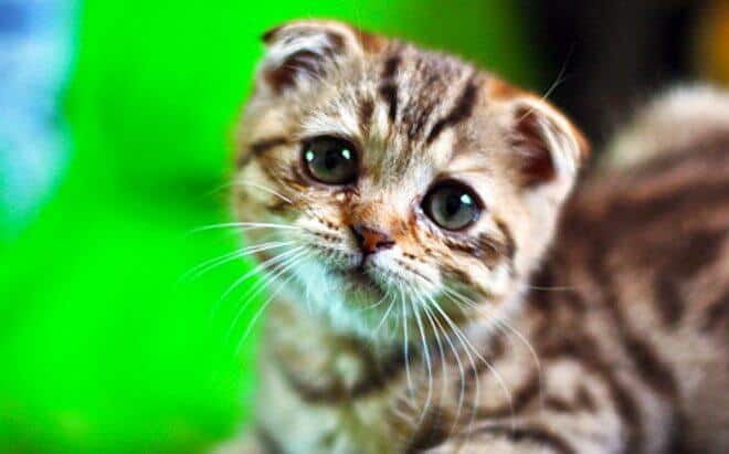 diagnosi diarrea nel gatto