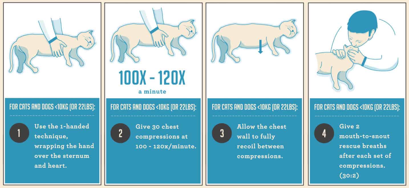 heimlich manovra per gatto