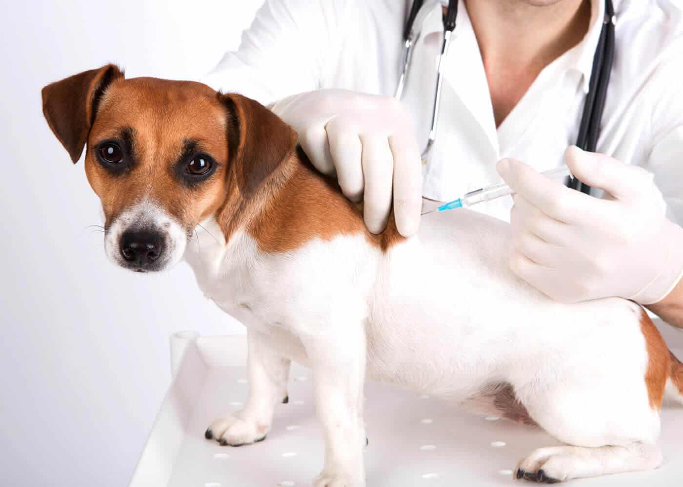vaccinazione cane