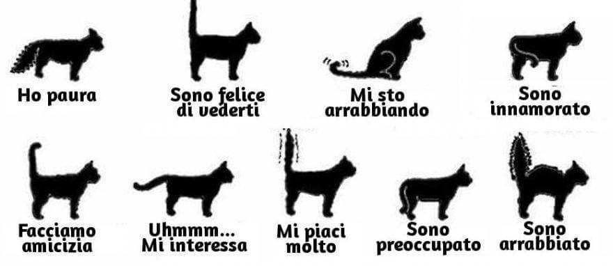 comportamento-coda-del-gatto