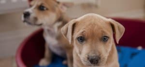 gastroenterite-cane-cucciolo