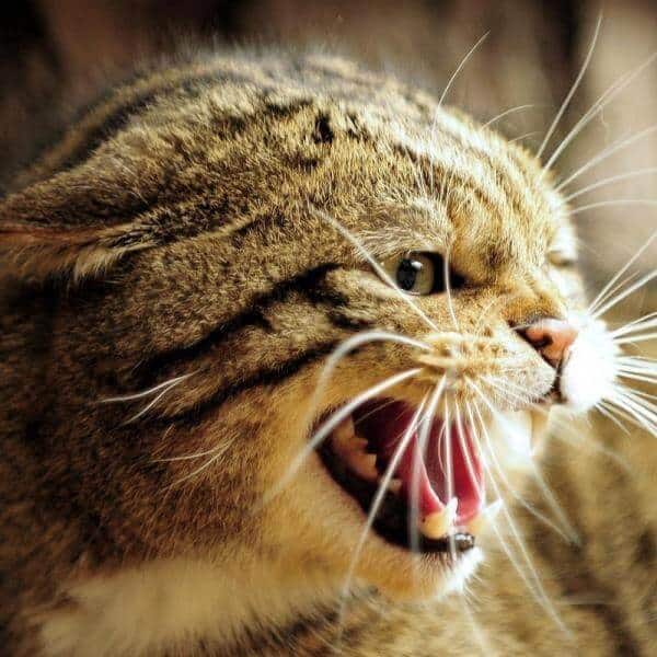 gatto impaurito - come tranquillizzarlo