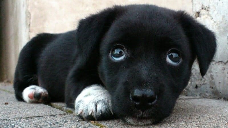 Batteri, parassiti, virus dei cani