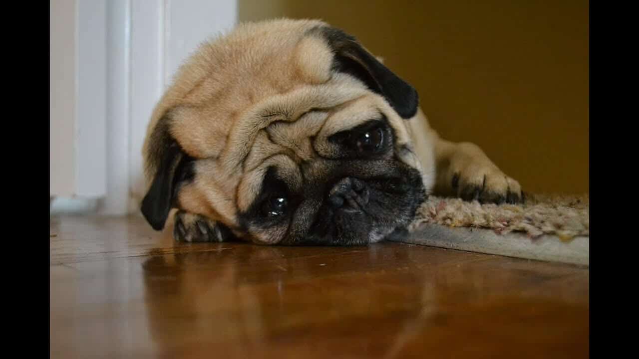 anemia cane cura e prevenzione