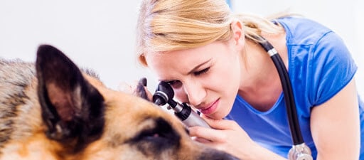 cause dell'anemia doctorvet