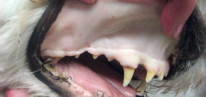 gengive-bianche-cane