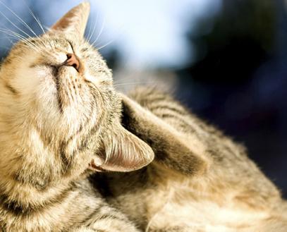 rogna-ne-gatto-sintomi-prurito
