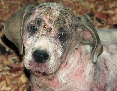 Rogna - Scabbia nel Cane