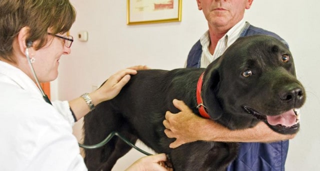 trattamento cane anemico