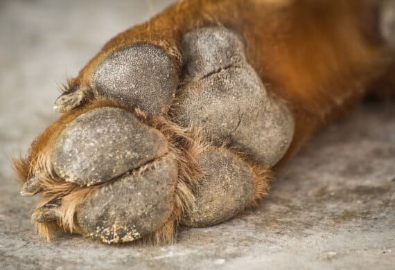 controllare zampe al cane
