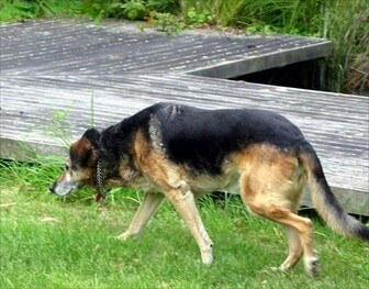 cane anziano mobilitò ridotta