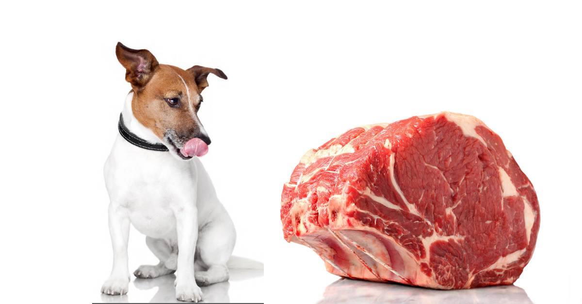 insufficienza renale alimentazione